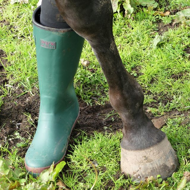 Welly and hoof